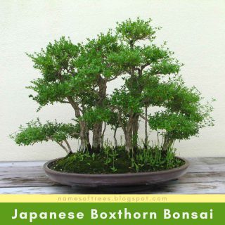 Japanese Boxthorn Bonsai