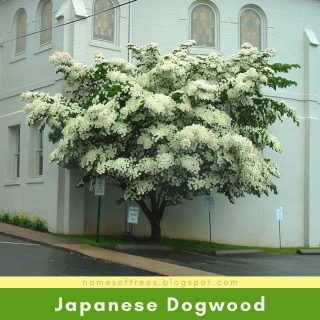 Japanese Dogwood