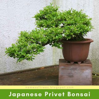Japanese Privet Bonsai