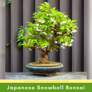 Japanese Snowbell Bonsai