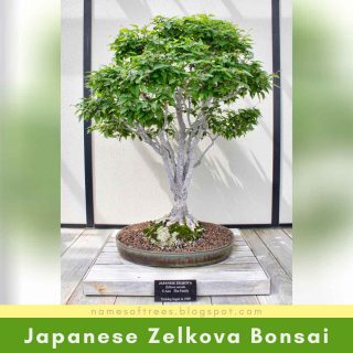 Japanese Zelkova Bonsai