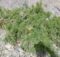 Juniperus tibetica