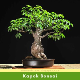 Kapok Bonsai