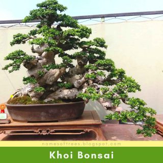 Khoi Bonsai