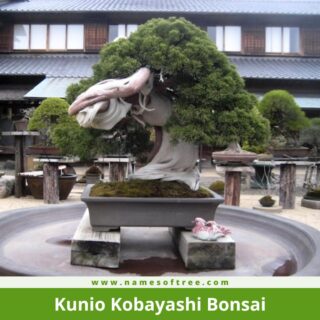 Kunio Kobayashi Bonsai