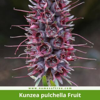 Kunzea pulchella Fruit