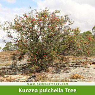Kunzea pulchella Tree