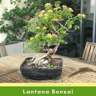 Lantana Bonsai