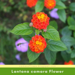 Lantana camara Flower
