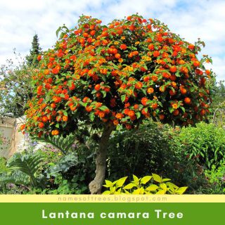 Lantana camara Tree