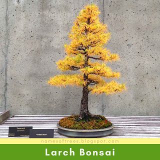 Larch Bonsai
