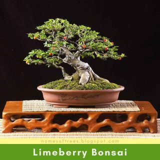 Limeberry Bonsai