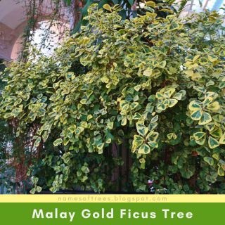 Malay Gold Ficus Tree
