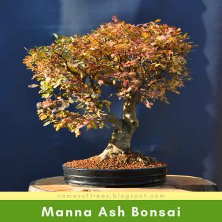 Manna Ash Bonsai