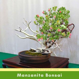 Manzanita Bonsai