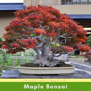 Maple Bonsai