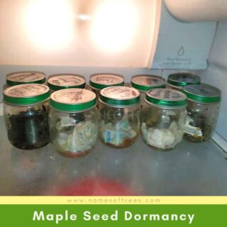 Maple Seed Dormancy