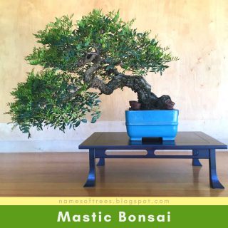 Mastic Bonsai