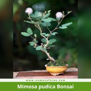Mimosa pudica Bonsai
