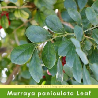 Murraya paniculata Leaf