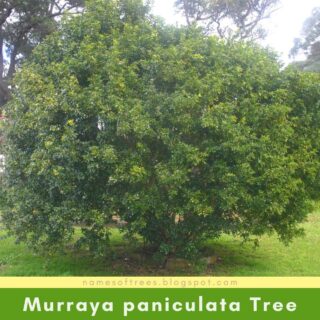 Murraya paniculata Tree