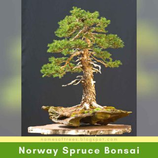 Norway Spruce Bonsai