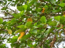 Characteristics of Benuang Tree (Octomeles sumatrana) in the Wild