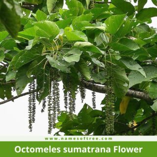 Octomeles sumatrana Flower