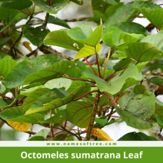 Octomeles sumatrana Leaf