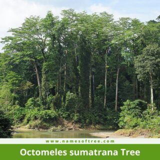 Octomeles sumatrana Tree