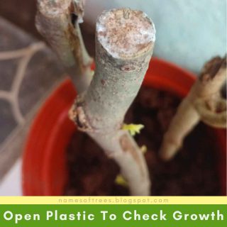 Open Plastic To Check Growth