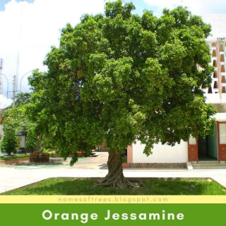Orange Jessamine