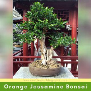Orange Jessamine Bonsai