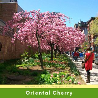 Oriental Cherry