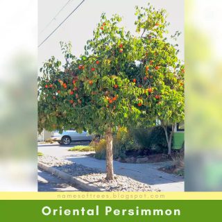 Oriental Persimmon
