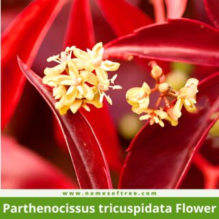 Parthenocissus tricuspidata Flower