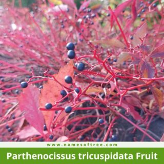 Parthenocissus tricuspidata Fruit