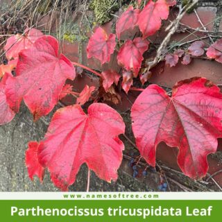 Parthenocissus tricuspidata Leaf