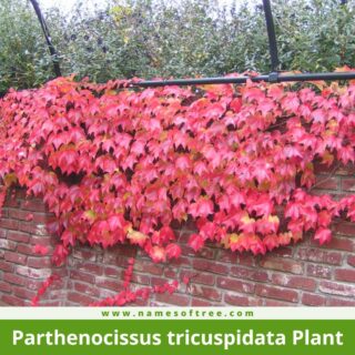 Parthenocissus tricuspidata Plant