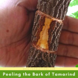 Peeling the Bark of Tamarind