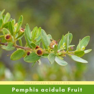Pemphis acidula Fruit