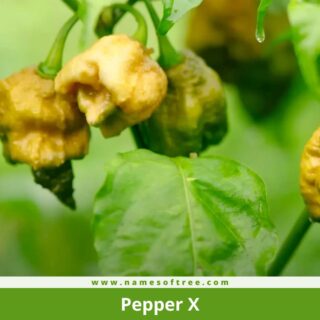 Pepper X
