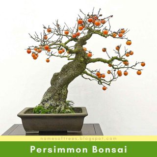 Persimmon Bonsai