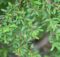 Phyllanthus myrtifolius