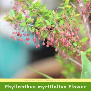 Phyllanthus myrtifolius Flower