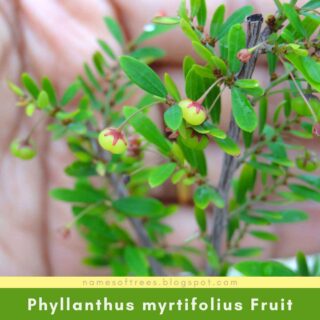 Phyllanthus myrtifolius Fruit