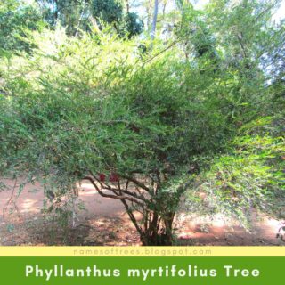 Phyllanthus myrtifolius Tree