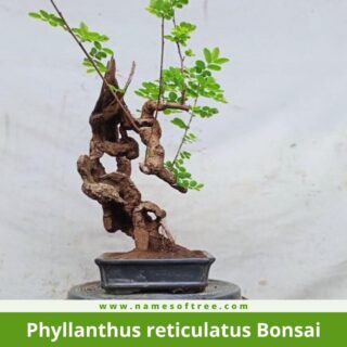 Phyllanthus reticulatus Bonsai
