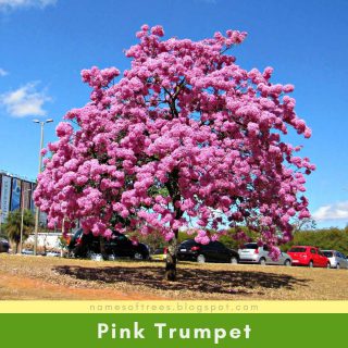Pink Trumpet