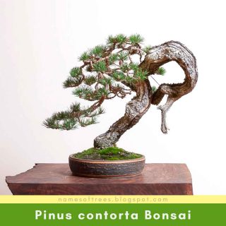 Pinus contorta Bonsai